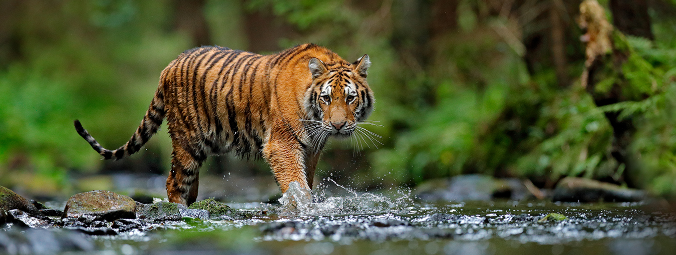 Where To See Bengal Tigers in the Wild