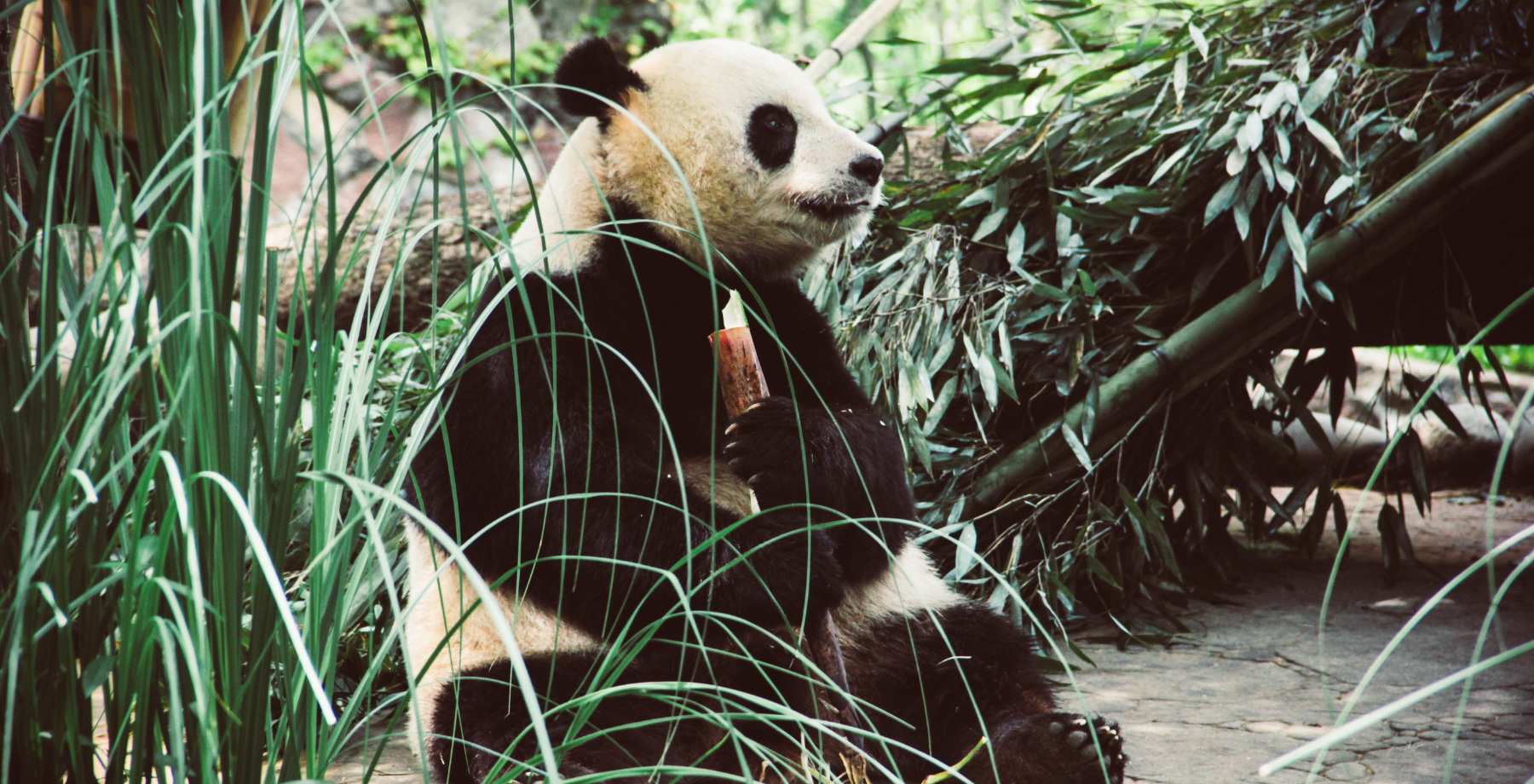 Panda sitting on the ground surrounded by foliage