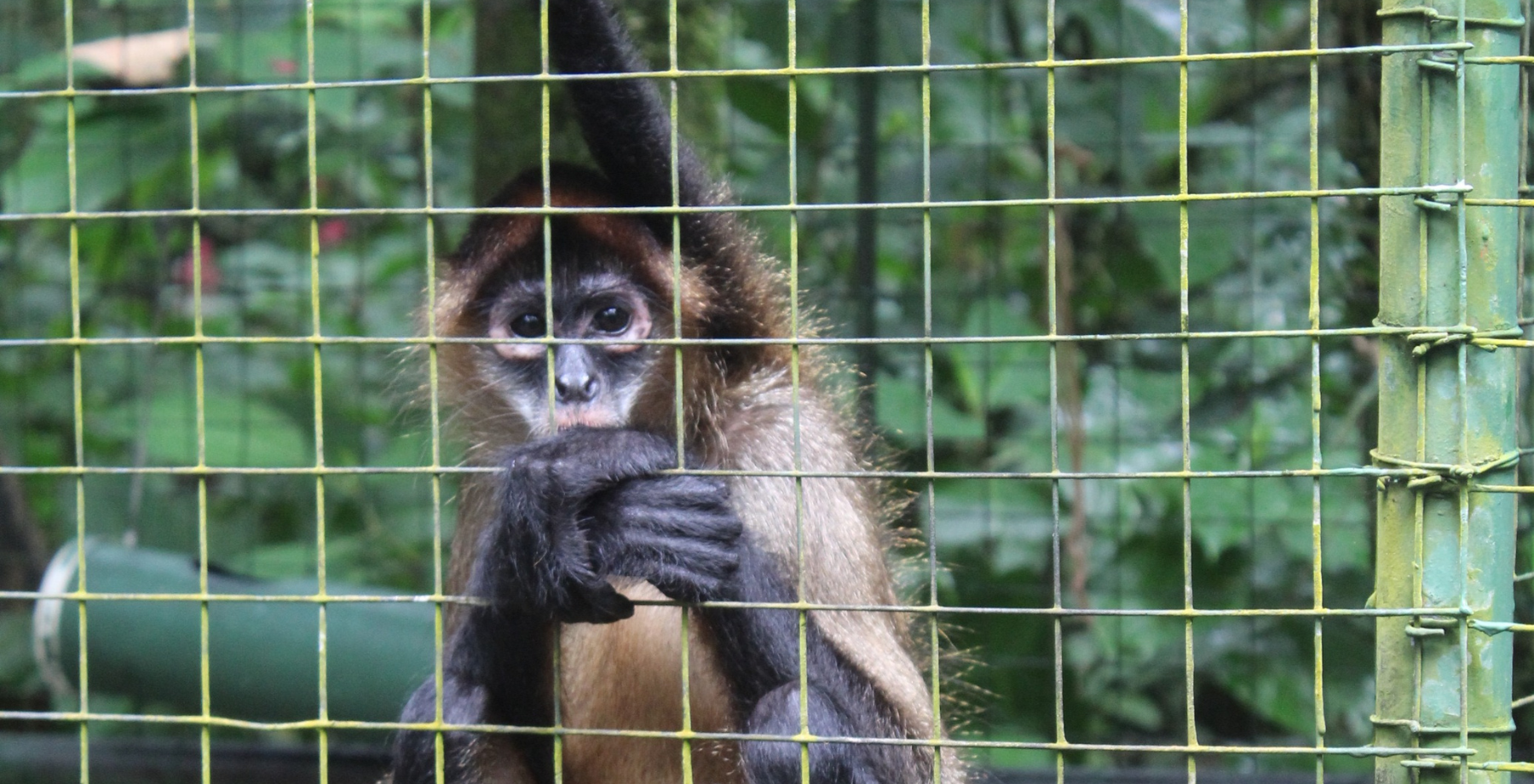 Monkey currently in rehabilitation in an enclosure