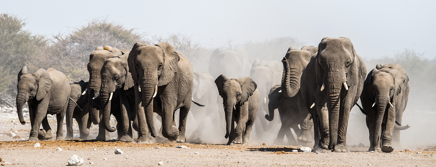 Eco-Luxury Namibia Elephant Conservation Safari | Elevate