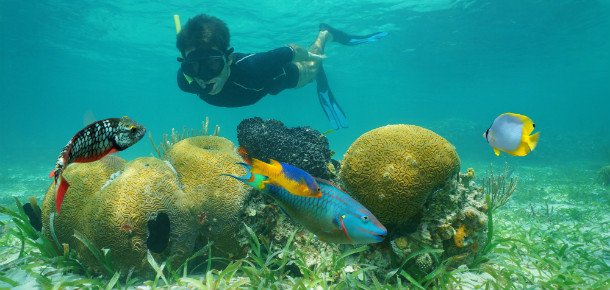 Belize - Snorkel
