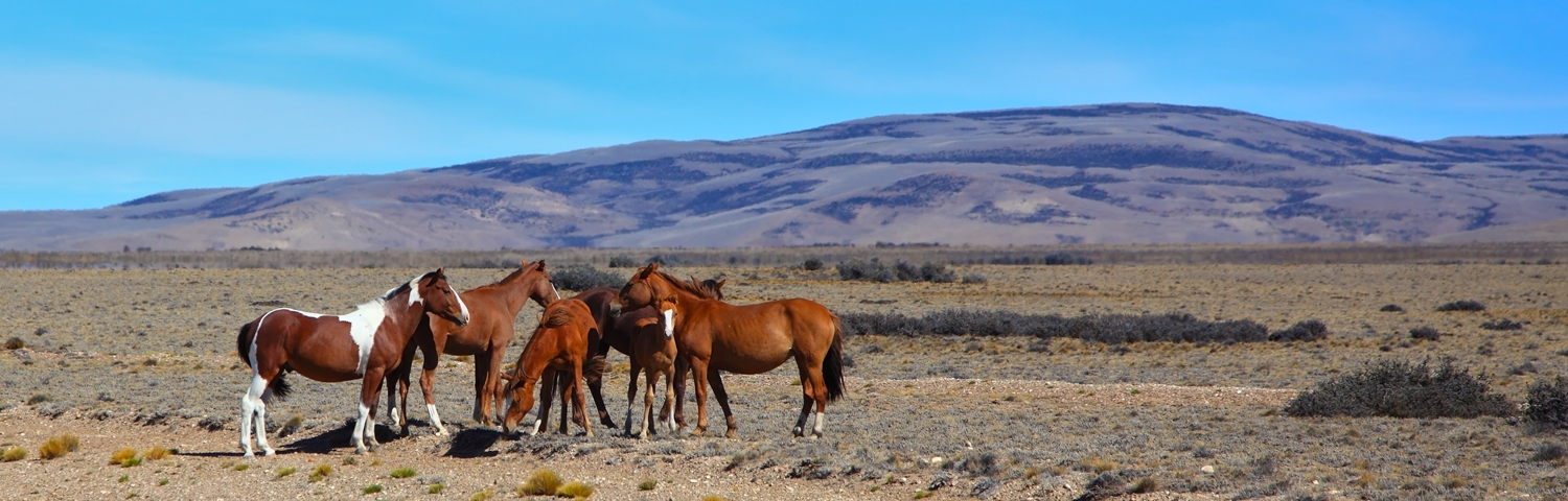 eco-luxury-argentina-family-adventure-vacation-elevate