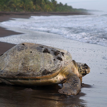 Eco-Luxury Costa Rica Sea Turtle Conservation Tour | Elevate