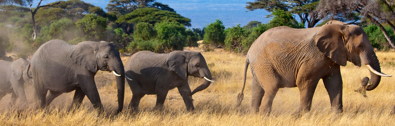 Eco-Luxury Kenya Elephant Conservation Safari | Elevate