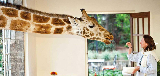1_giraffemanor