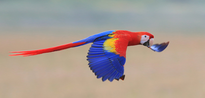 6_macaw