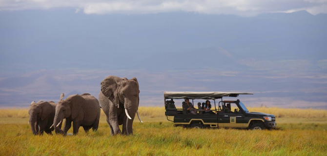 Image result for elephant safari