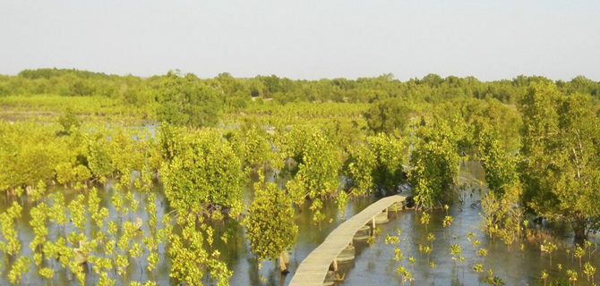 2_mangroves