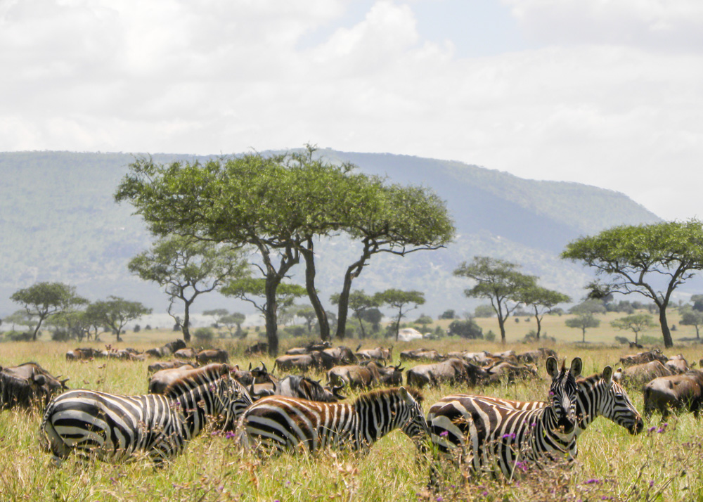 The Great Migration Zebras