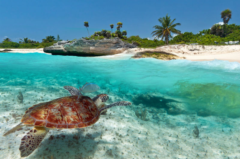 Sea Turtle Conservation Volunteer
