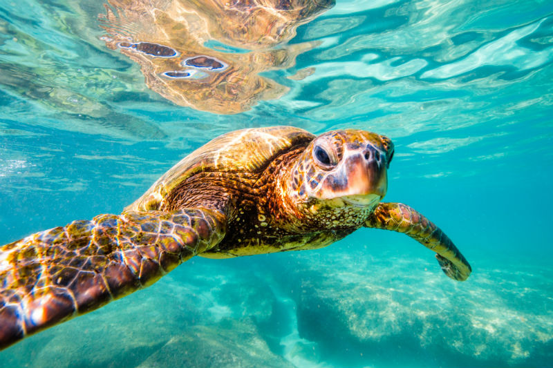Sea Turtle Conservation Volunteer