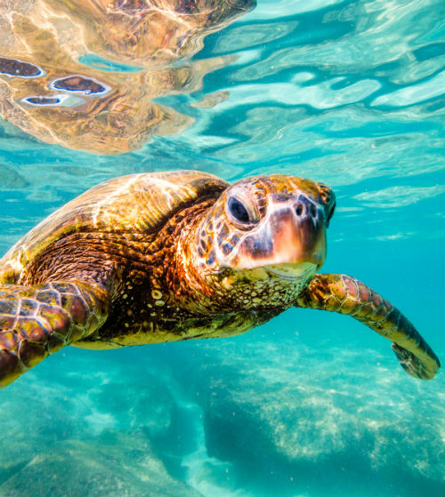 How Travelers Can Support Sea Turtle Conservation ...