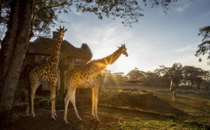 Walk in the giraffe sanctuary