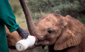 Adopt and feed a baby elephant at the orphanage