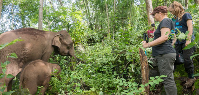 Eco Luxury Thailand Elephant Conservation Tour Elevate - 