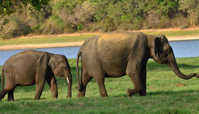 elephant tours