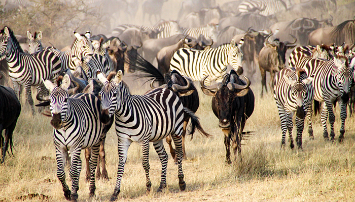 The Great Migration: Where, When, What and Why - Elevate Destinations