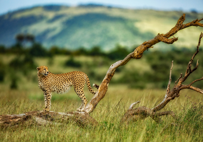 Africa's Big 5 Safari Animals and Where to See Them (Plus Other Iconic  Species!)