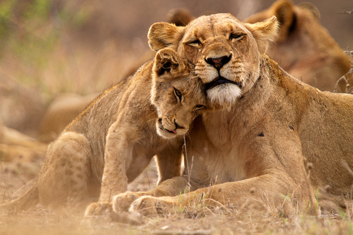 Africa's Big 5 Safari Animals and Where to See Them (Plus Other Iconic  Species!)