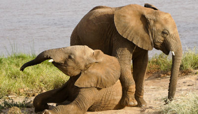 elephant tours