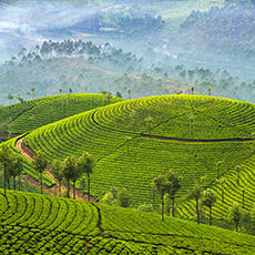 Sri Lanka: Lush green tea plantations cover rolling hills, with rows of tea plants and scattered trees. Mist rises in the background, and distant hills are visible under a soft blue sky.