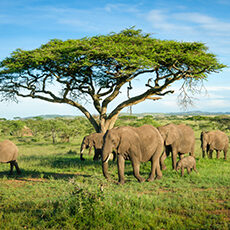 A herd of elephants, including adults and calves, grazes on green grass under a large, leafy acacia tree in the Tanzanian savanna, with blue sky and distant trees in the background.