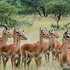 Tanzania: A group of impalas stands alert in tall grass, surrounded by green trees in a savanna landscape.