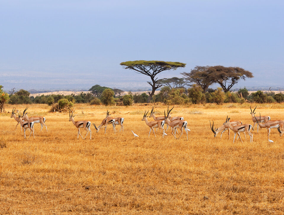 A herd of gazelles grazes on dry, golden grass in a Kenyan savanna, with a few white birds nearby and flat-topped acacia trees in the background under a blue sky.