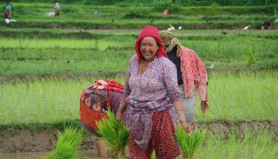 Woman working in rice fields