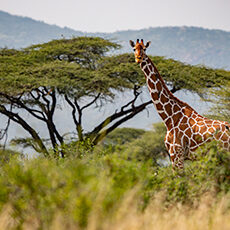 Kenya: A giraffe with a distinct pattern stands among tall grass and green bushes in Kenya, with flat-topped trees and mountains in the background under a clear sky.