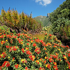 South Africa: A vibrant garden with clusters of red and yellow flowers in the foreground, green and orange bushes in the middle, and a mountain under a blue sky with few clouds in the background.