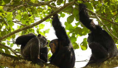 Uganda: Three chimpanzees sit and hang from the branches of a leafy tree, surrounded by green foliage, with sunlight filtering through the leaves.