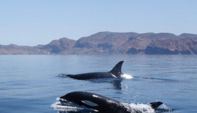 Baja, Mexico: Two orcas swim near the surface of calm ocean water, with mountainous land visible in the background under a clear sky.