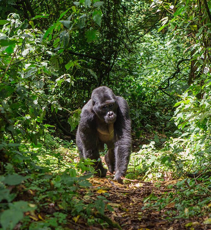 Gorilla in Uganda