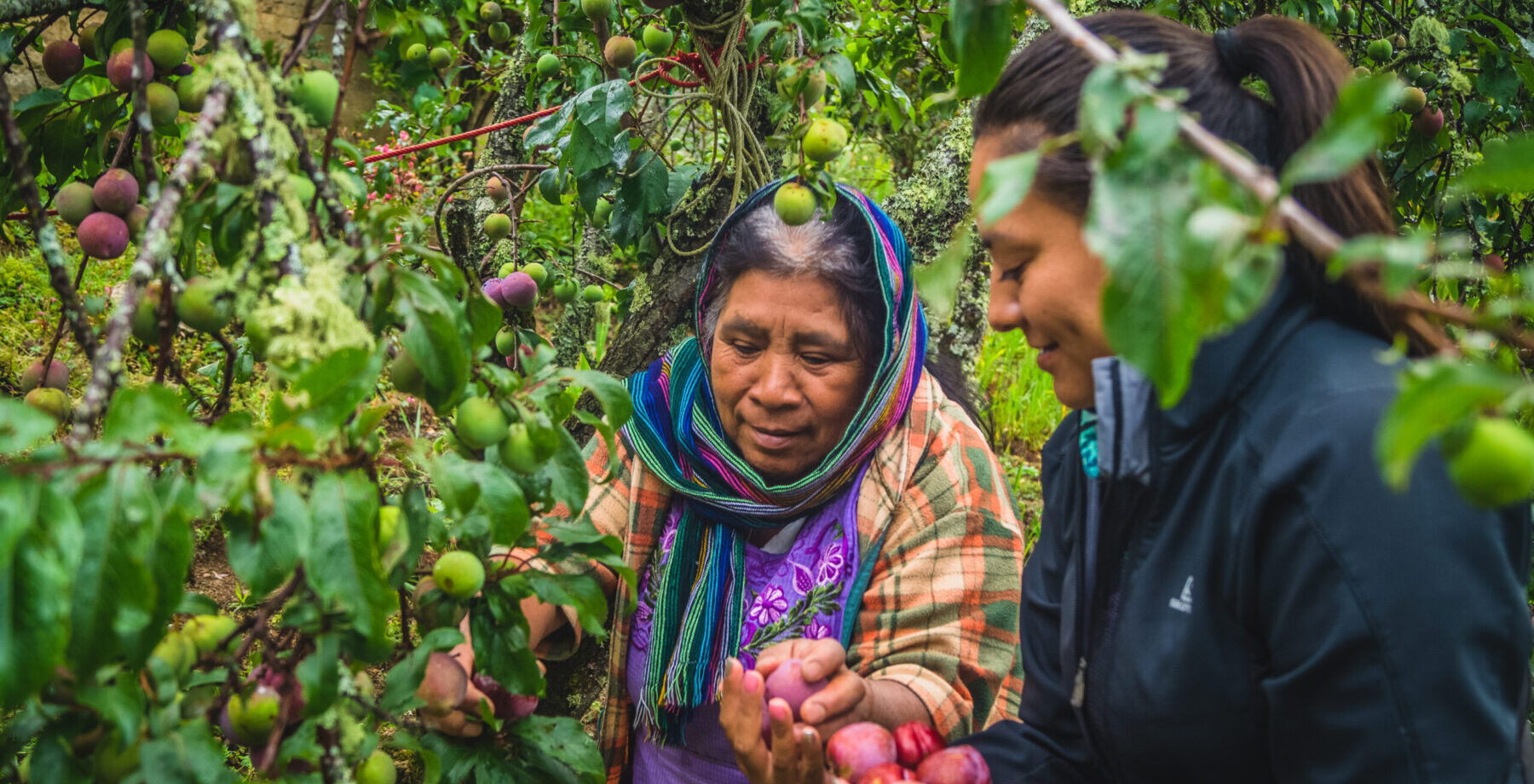 two women harvesting coffee beans and fruit during a charity challenge fundraising trip