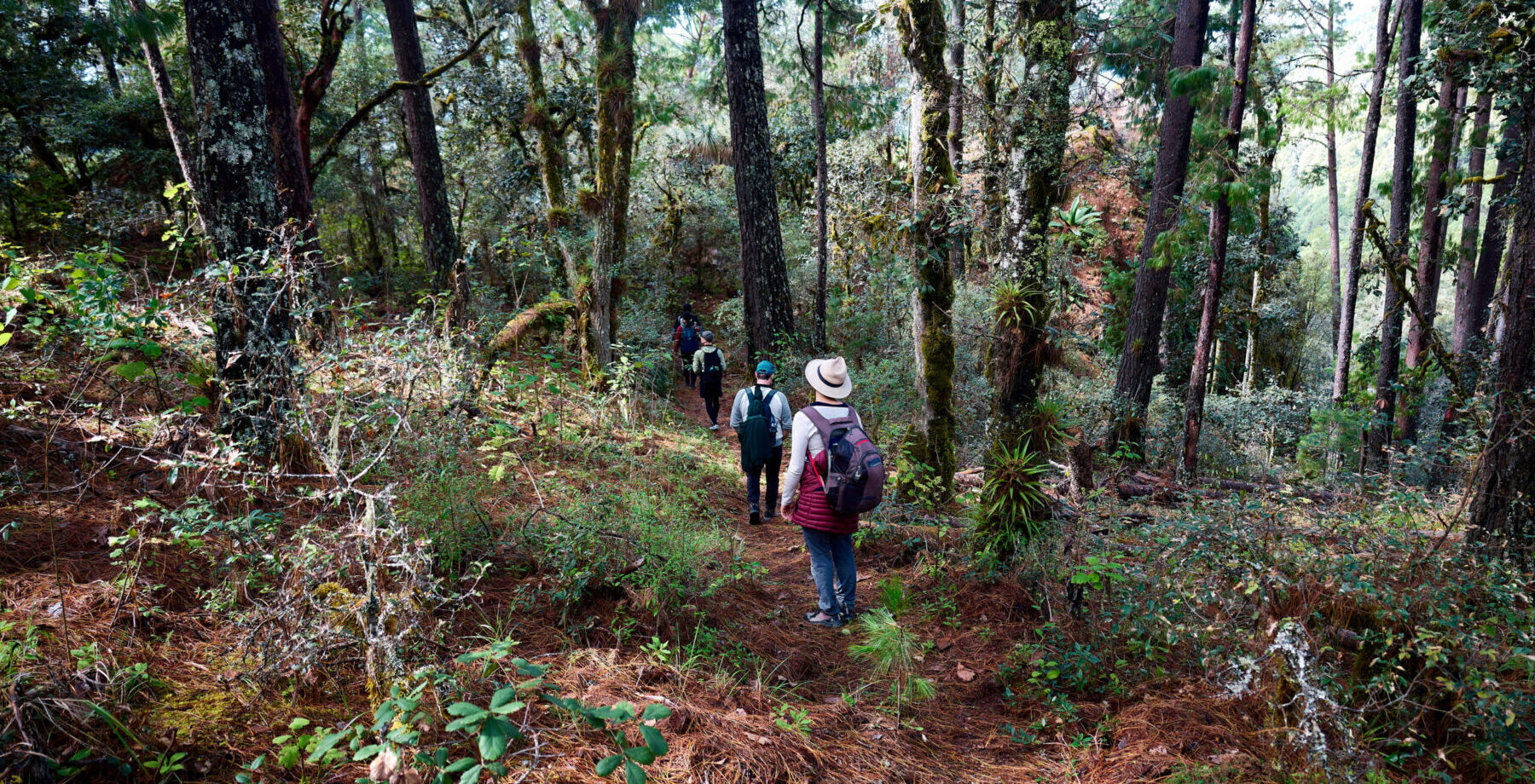 people hiking downhill through the woods on a charity challenge